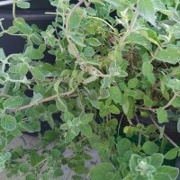 Syrischer Oregano Zatar (Origanum syriacum) Bio Saatgut