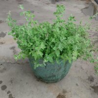 Syrischer Oregano Zatar (Origanum syriacum) Bio Saatgut