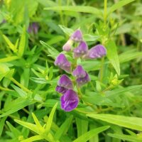 Baikal-Helmkraut / Chinesisches Helmkraut (Scutellaria baicalensis)