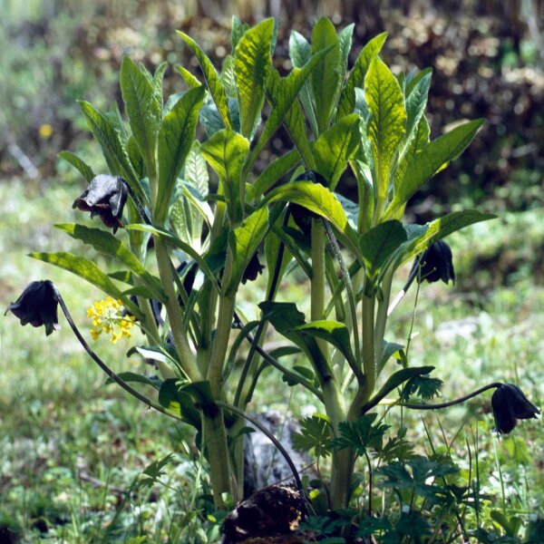 Himalaya-Alraune (Mandragora caulescens)