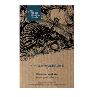 Himalaya-Alraune (Mandragora caulescens)