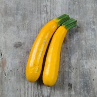 Gelbe Zucchini Goldena (Cucurbita pepo)