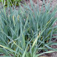 Scharfer Gelblauch (Allium obliquum) Bio Saatgut
