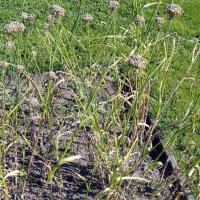Scharfer Gelblauch (Allium obliquum) Bio Saatgut