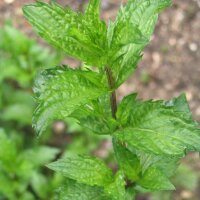 Grüne Minze / Krause Minze (Mentha viridis) Bio Saatgut