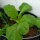 Butterkohl (Brassica oleracea convar capitata) Bio Saatgut