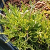 Kapuzinerbart / Minutina / Hirschhornwegerich (Plantago coronopus) Bio Saatgut