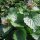 Knoblauchsrauke (Alliaria petiolata) Bio Saatgut