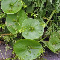Postelein (Montia perfoliata) Bio Saatgut