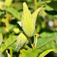 Knollige Seidenpflanze (Asclepias tuberosa) Samen