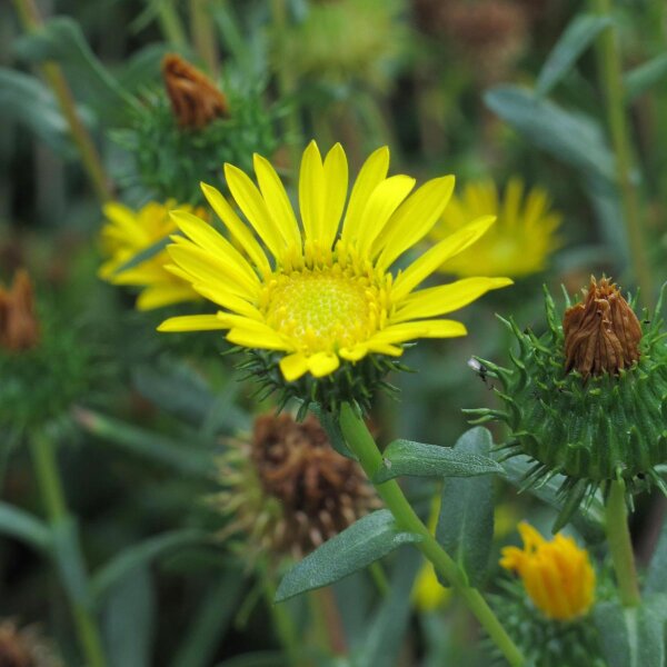 Grindelie / Großes Gummikraut (Grindelia robusta) Samen