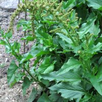 Guter Heinrich (Chenopodium bonus-henricus) Bio Saatgut