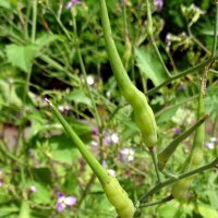 Rattenschwanz-Radieschen (Raphanus caudatus) Bio Saatgut