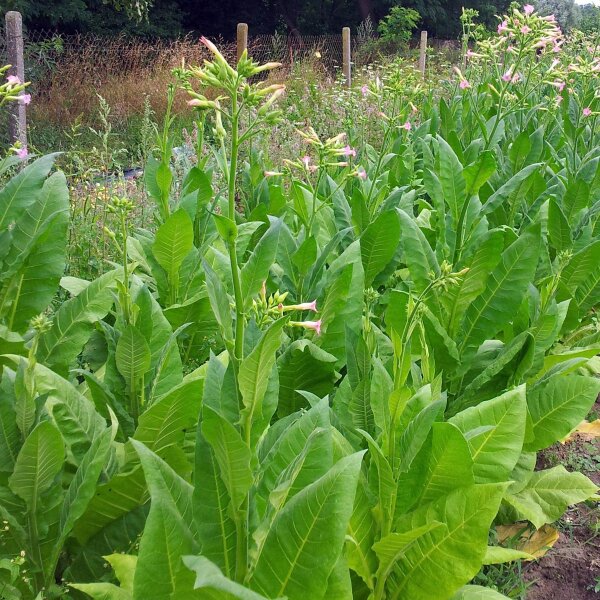 Tabak &amp;#39;Badischer Geudertheimer&amp;#39; (Nicotiana tabacum) Bio Saatgut