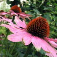 Roter Sonnenhut (Echinacea purpurea) Bio Saatgut