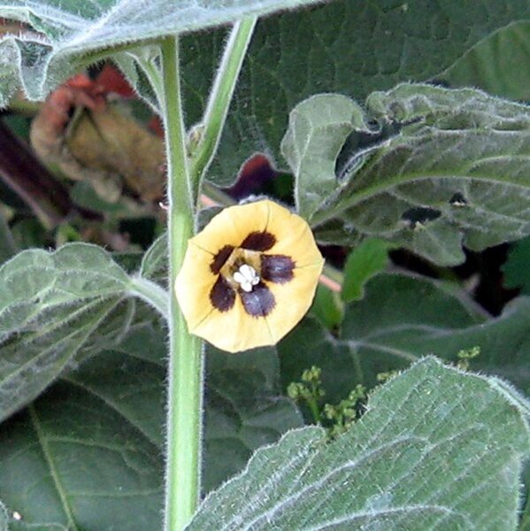 Andenbeere / Kapstachelbeere (Physalis peruviana) Bio Saatgut