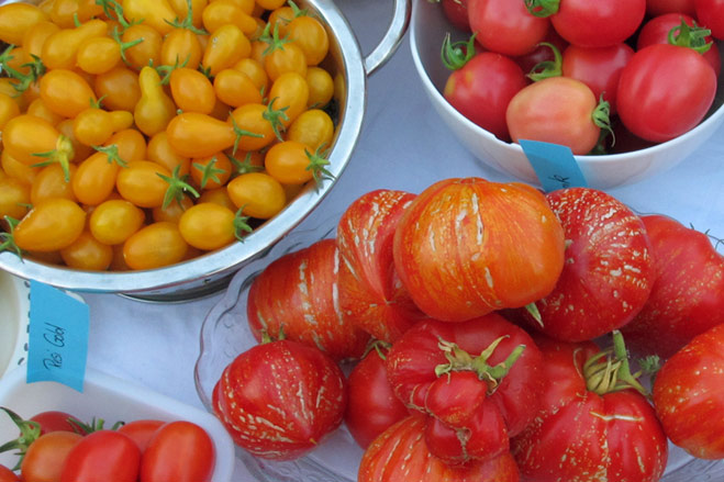 Tomaten aussäen – So findest Du die richtige Sorte für Deinen Garten  Blogpost Illustration