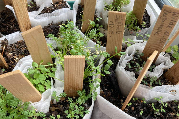 Vorkultur: So ziehst du kräftige Jungpflanzen für den Garten vor  Blogpost Illustration