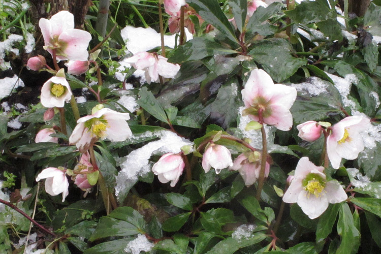 Farben im Frost – die geheimnisvolle Welt der Winterblüher  Blogpost Illustration