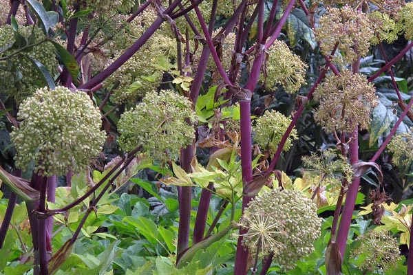 Zauberpflanzen im Garten: Zwischen Heilkraft, Gift und alter Pflanzenmagie  Blogpost Illustration