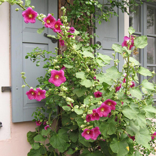Gewöhnliche Stockrose-Mischung (Alcea rosea)  Produktbild